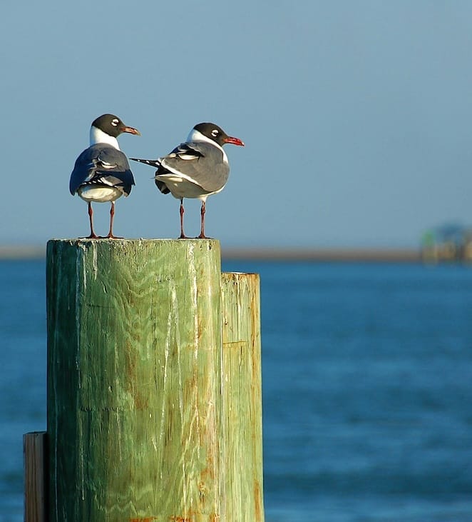 Laughing gulls Florida